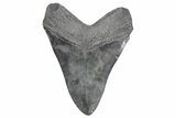 Fossil Megalodon Tooth - South Carolina #360761-2